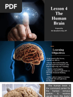 Lesson 4 The Human Brain