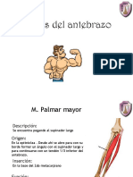 Musculo Del Antebrazo