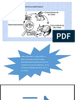 Cadena Alimenticia