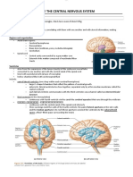 CH 12 The Central Nervous System