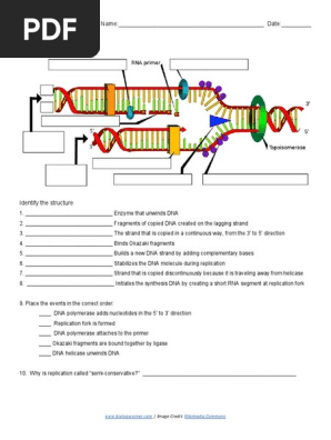 dna replication diagram worksheet