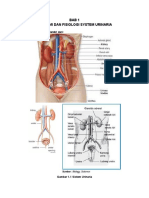 Anatomi Fisiologi System Urinaria