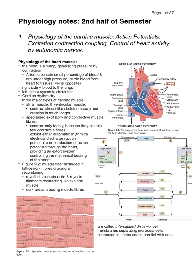 Cardiac Muscle Physiology Overview | PDF | Heart Valve | Diastole