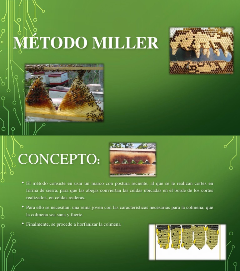 Método Miller para Cría de Abejas Reinas | PDF