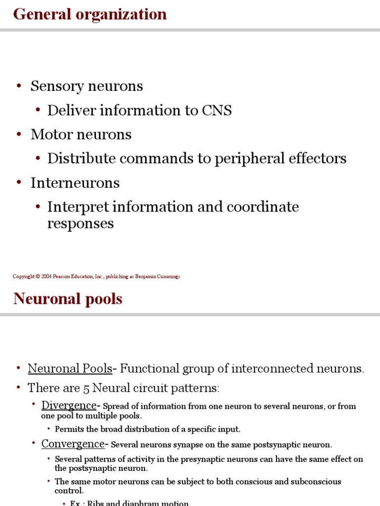 Sensory Neurons Deliver Information To CNS Motor Neurons Distribute Commands To Peripheral