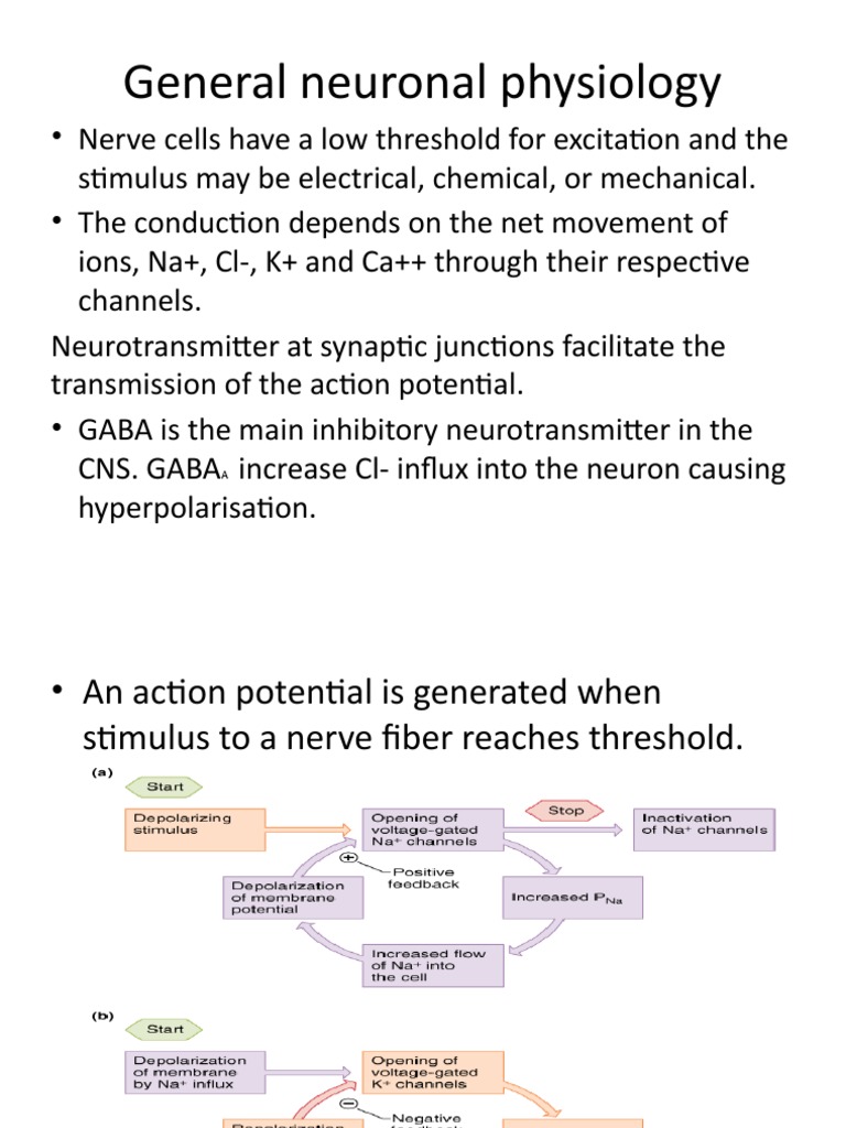 General Neuronal Physiology | PDF | Neuron | Action Potential