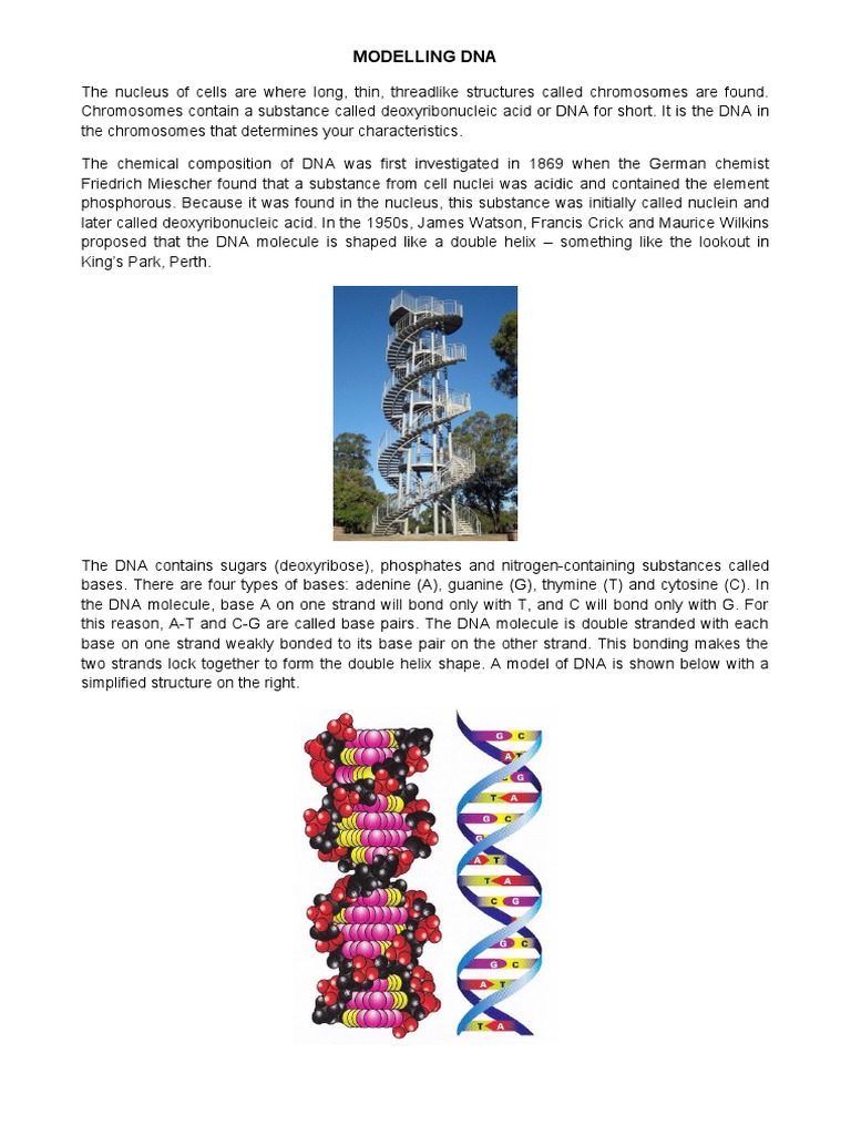 Modelling DNA | PDF | Base Pair | Dna