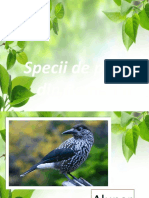 cele mai frumoase păsări  ale României
