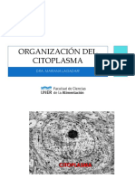 Tema 4 Organizacion Del Citoplasma