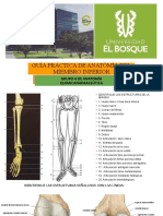 Anatomía Miembro Inferior