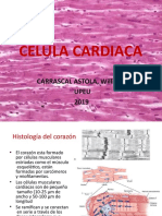 Celula-Cardiaca CLASE TEORICA 2