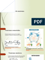 Tipos de Neuronas