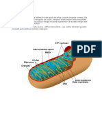 mitocondria- structura si functii
