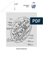 Structura cloroplastului2