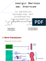 I. Adrenergic Nervous System: Overview