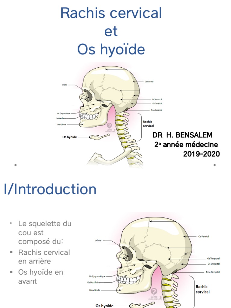 Anatomie du Rachis Cervical et Os Hyoïde | PDF | Vertèbre | Colonne ...