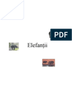 Elefanti