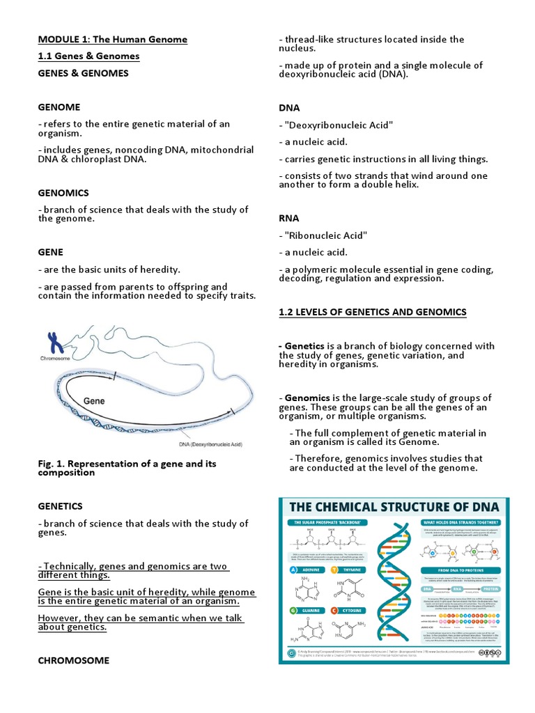 Understanding Genes and Genomics Basics | PDF | Gene | Dna
