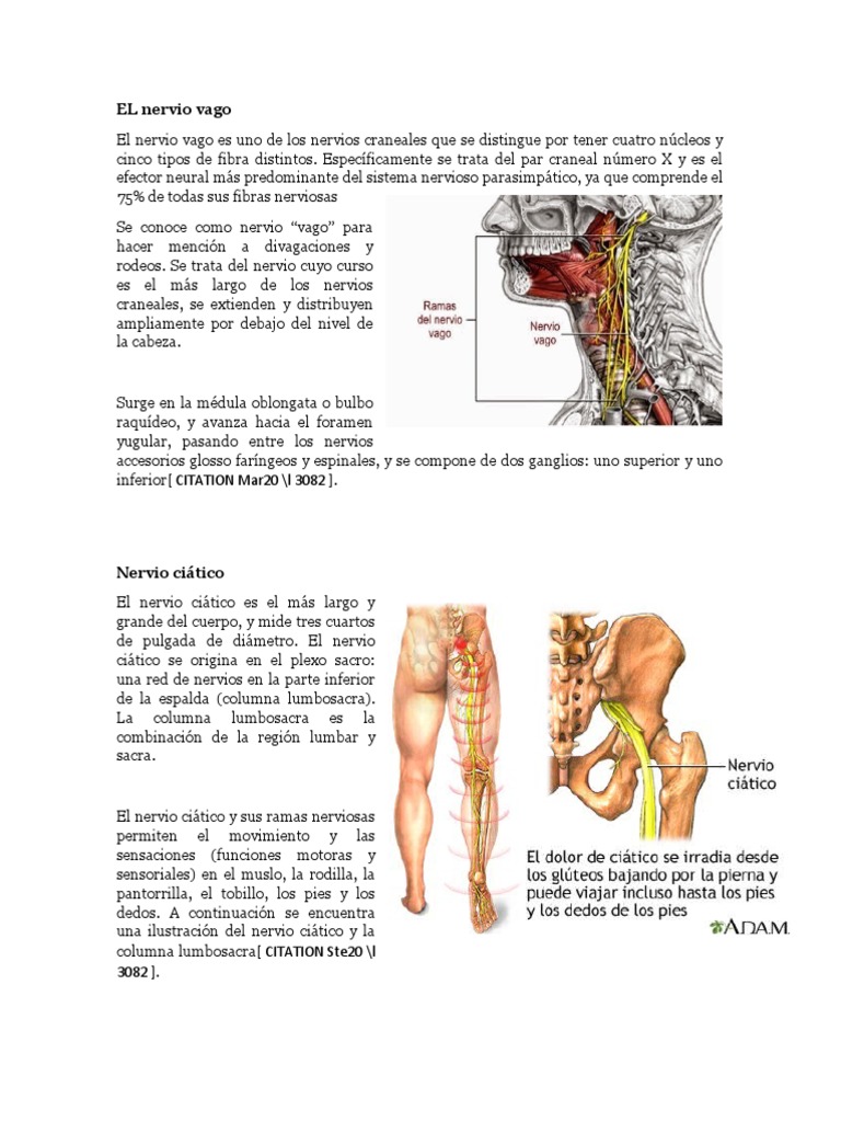 El Nervio Vago Pdf Nervio Nervio Vago