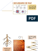 Crecimiento secundario raíz dicotiledónea cambium vascular