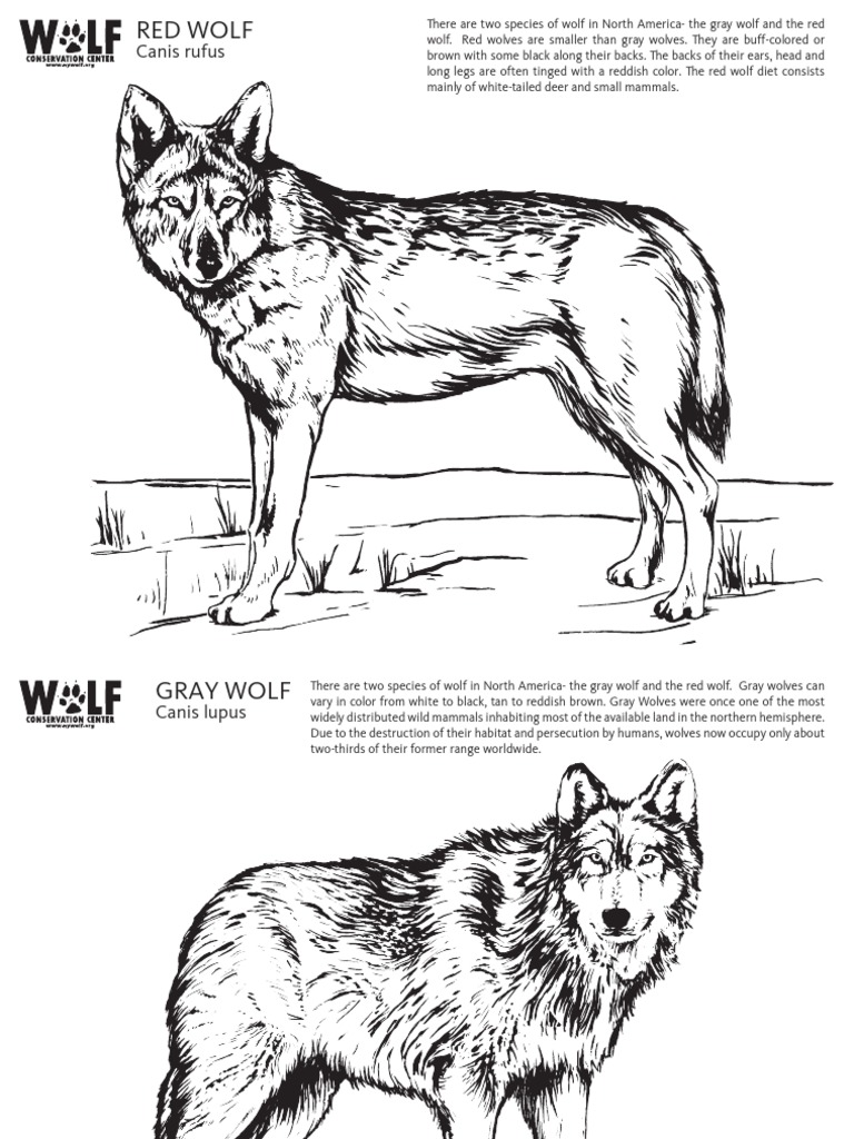 A Comparative Look at the Red Wolf and Gray Wolf Exploring the