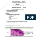 PRÁCTICA N 01 Histologia