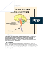 Sistema Nervioso central