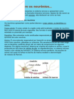 Os neurônios e sistema esquelético - Atividades 5º ano.pdf