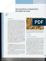 Neuroanatomía Humana - J A GARCIA PORRERO - NEW PDF