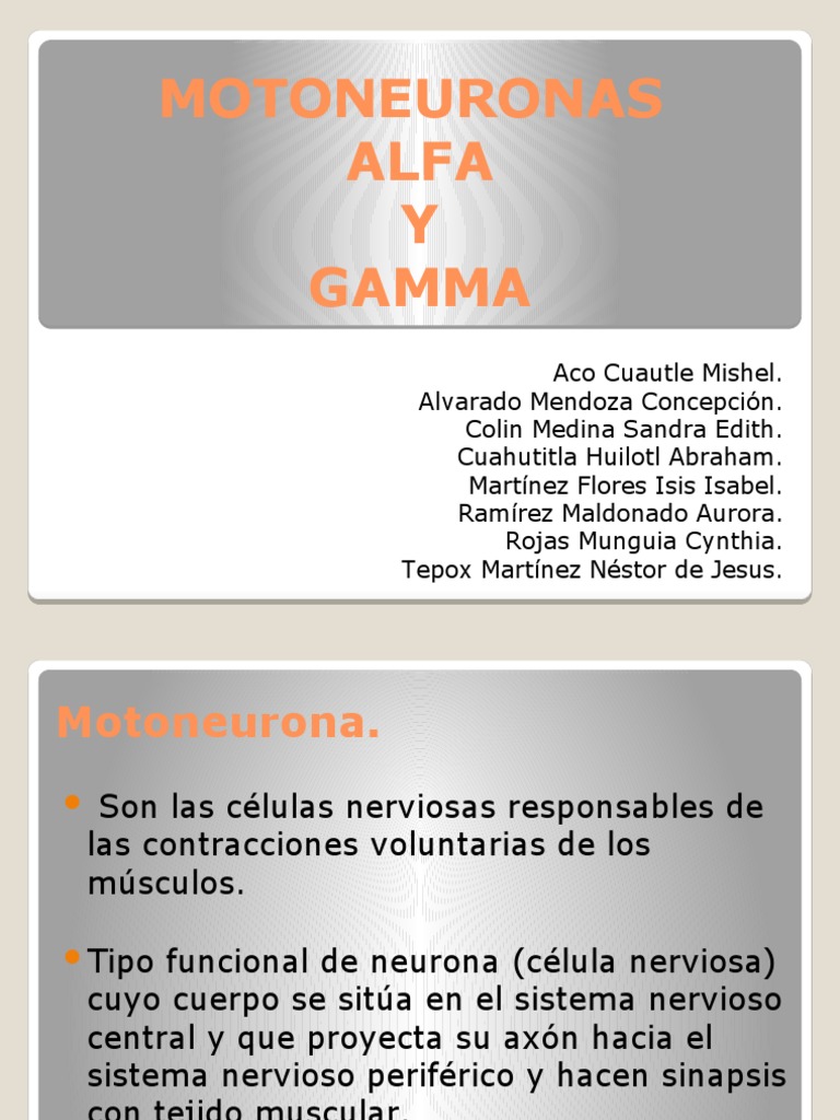 Motoneuronas Alfa y Gamma PDF Neurona motora Músculo