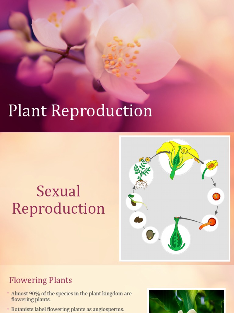 Understanding Plant Reproduction Basics | PDF | Flowers | Fertilisation