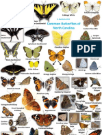 Common Butterflies of North Carolina: B. Bockhahn 2012