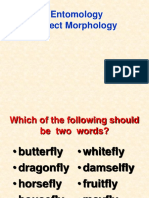 03 Insect Morphology
