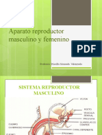 Aparato reproductor masculino y femenino