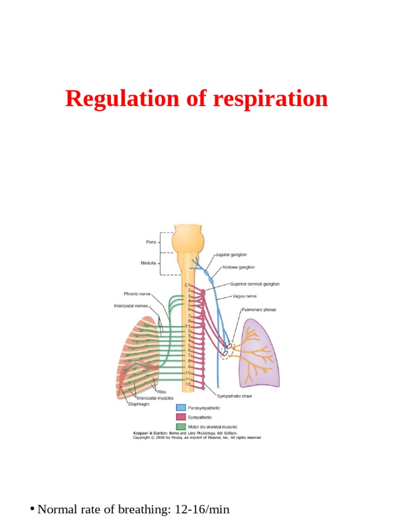 Neural and Chemical Control of Respiration | PDF | Physiology | Human ...