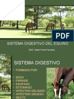 Sistema Digestivo Del Caballo