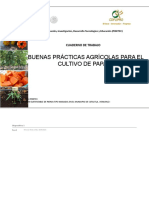 Buenas Practicas Agricolas - Cultivo Papaya