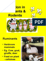 Digestion in Ruminants & Rodents