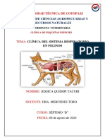 Clinica Sistema Digestivo en Felinos