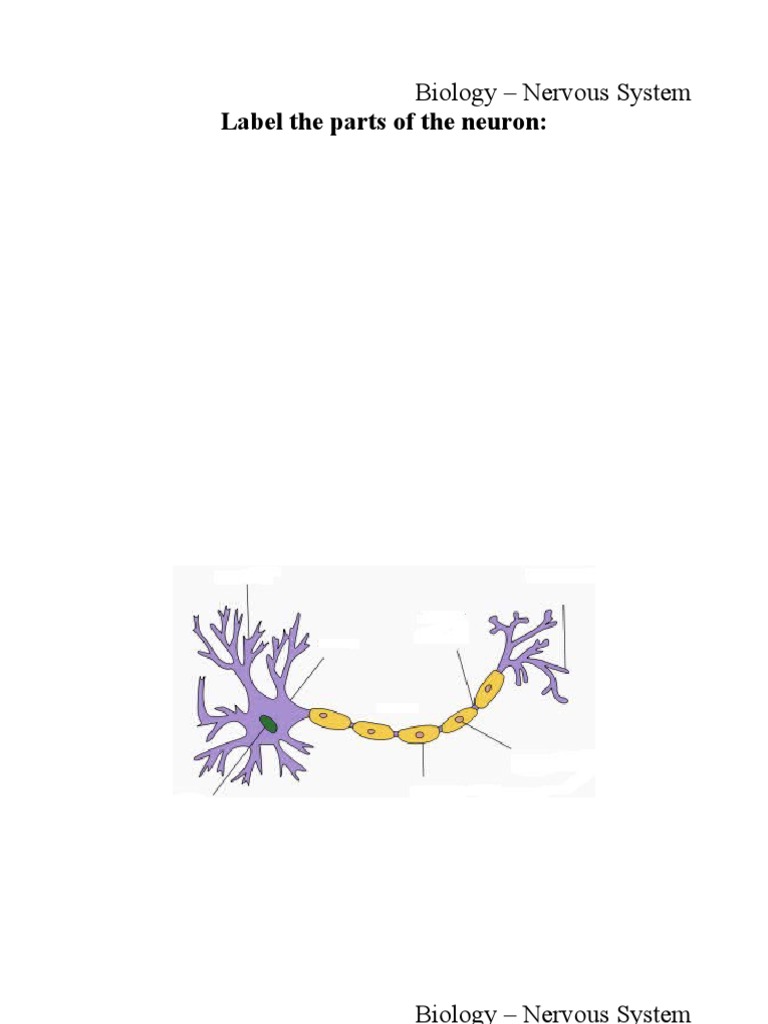 Nervous System: Neuron Functions Explained | PDF