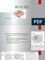 2.membran Sel