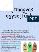 Sejtmagvas Egysejtűek