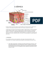 Histologia estetica.pdf