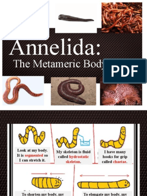 Annelida:: The Metameric Body Form | PDF | Anatomy | Animal Anatomy