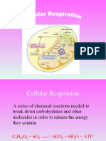 Cellular Respiration 2015