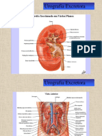 Urografia Excretora - Técnica e Achados