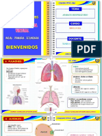 APARATO RESPIRATORIO - Pulmones