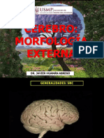 Cerebro: Morfología Externa