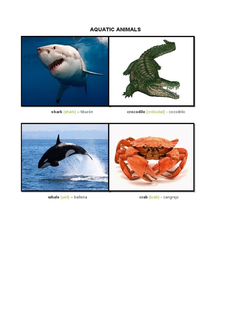 Animales Acuaticos en Ingles