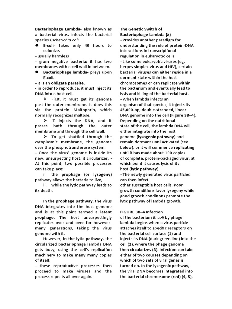 Bacteriophage Lambdaalso known as The Switch of Bacteriophage